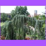 Gardens 3.jpg